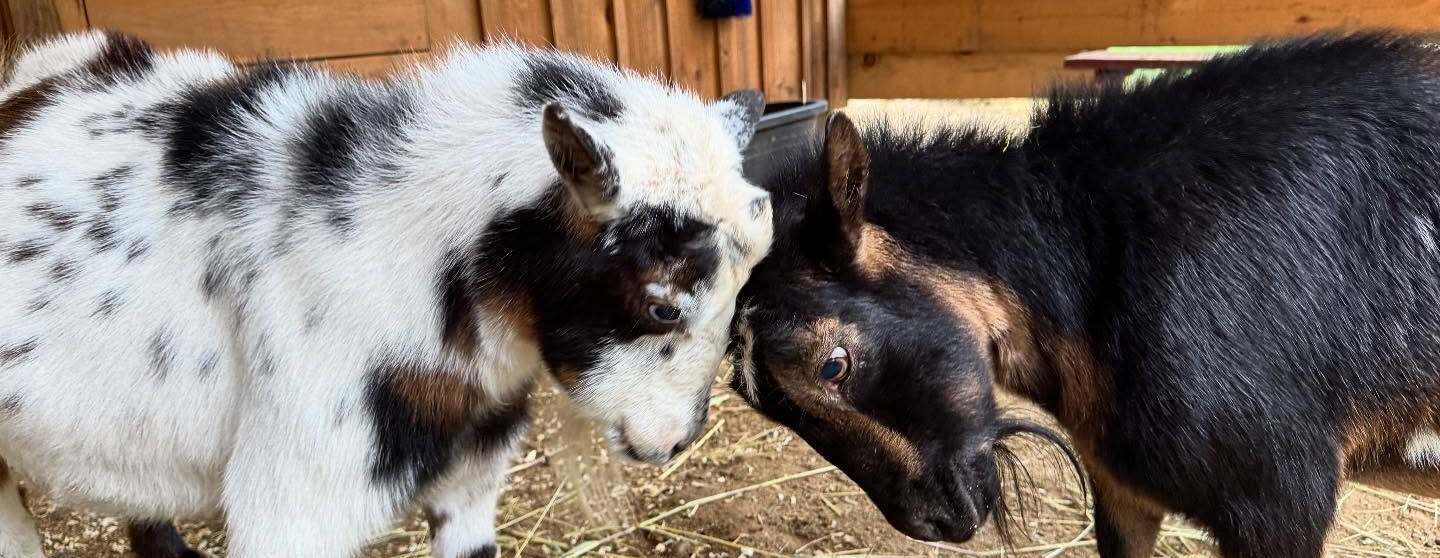 July 25, 2026 Tour - Come See Us at the Sanctuary!